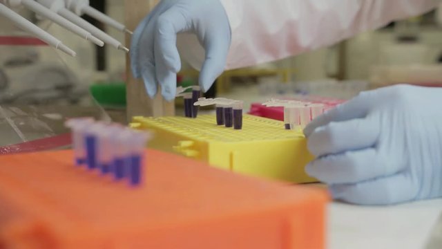 A handheld shot of a researcher pipetting samples to smaller vials in a genetic laboratory at university 
