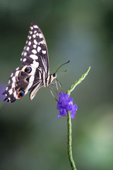 Black and white butterfly