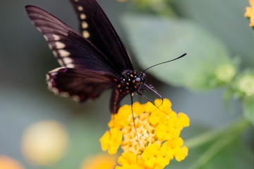Black butterfly