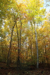 Laubwald im Herbst 7