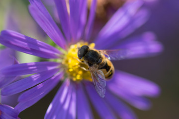 Bee on purple flower