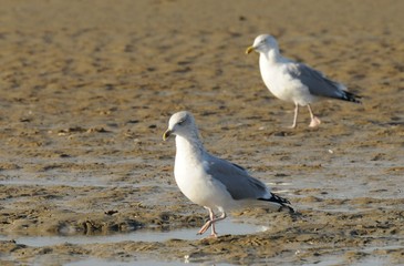 Möwe an einem Strand an einem windigen Herbsttag
