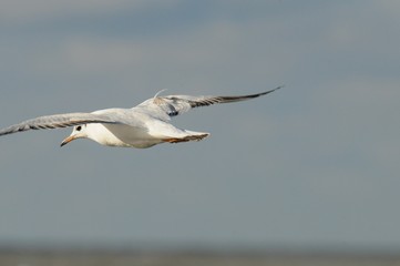 Möwe an einem Strand an einem windigen Herbsttag