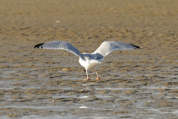 Möwe an einem Strand an einem windigen Herbsttag