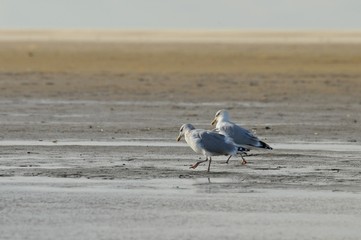 Möwe an einem Strand an einem windigen Herbsttag