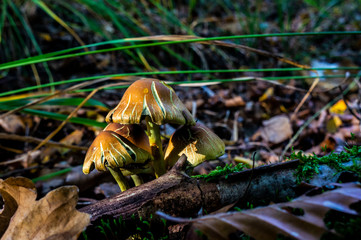 Mushroom in Autumn Forest in Netherlands