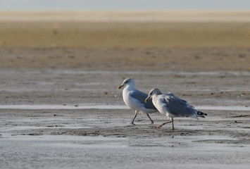 Möwe an einem Strand an einem windigen Herbsttag
