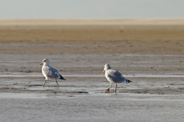 Möwe an einem Strand an einem windigen Herbsttag