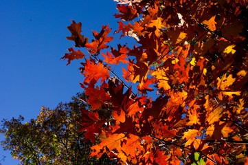 Autumn levaves in Netherlands