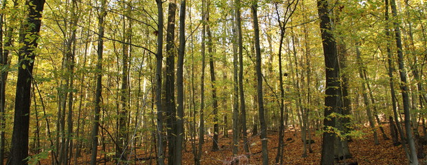 Laubwald im Herbst 5