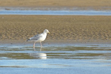 Möwe an einem Strand an einem windigen Herbsttag