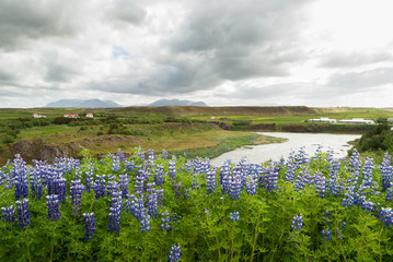 Iceland landscape with lake and flowers