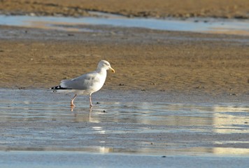 Möwe an einem Strand an einem windigen Herbsttag