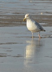 Möwe an einem Strand an einem windigen Herbsttag