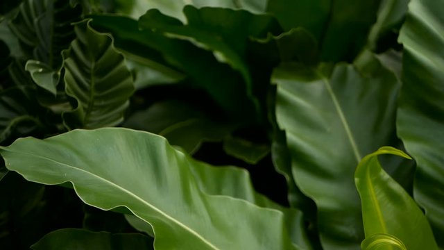 Bird's Nest fern, Asplenium nidus. Wild Paradise rainforest jungle plant as natural floral background. Abstract texture close up of fresh exotic tropical green fresh curly leaves in fantasy dark woods