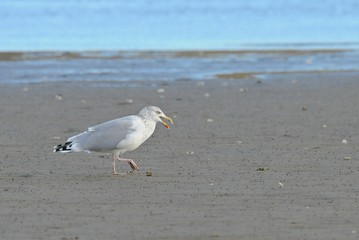 Möwe an einem Strand an einem windigen Herbsttag