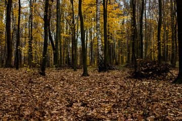 Obraz premium autumnO18