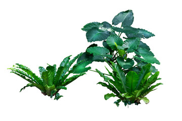 plant isolated with clipping path