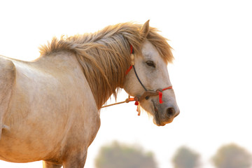 close up face of white horse standing outdoor