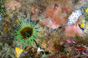 Fototapeta na wymiar fondo marino con roca con coral