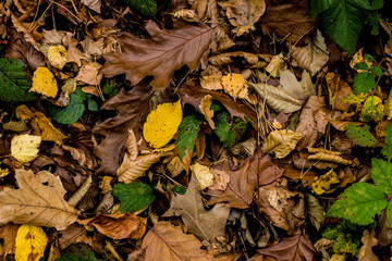 autumnO18