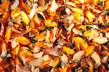 Colorful texture autumn leaves. Autumn background.