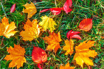 Colorful texture autumn leaves. Autumn background.