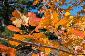 Autumn season on the Etna volcano