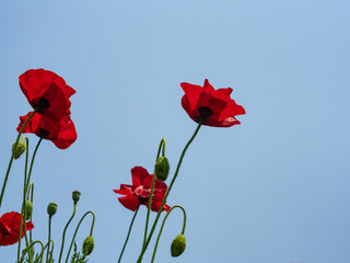 Red Poppies on Blue Sky Background