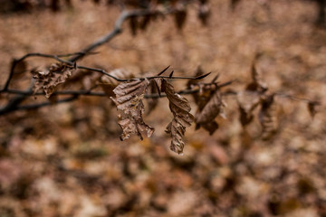 autumnO18