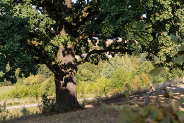 Fototapeta na wymiar Old oak on the meadow.