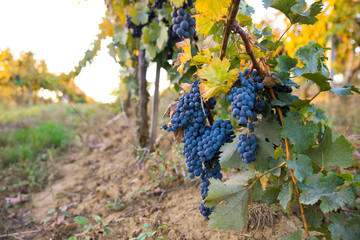 Tuscan vineyardsThe sunset on the vineyards of the Bolgheri wine.
