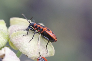 Fire bug