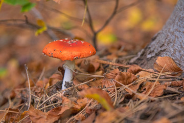 Mushrooms Autumn landscape. Amanita muscaria on Etna