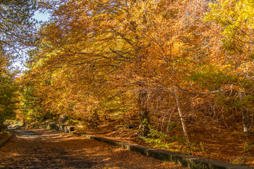 Autumn season on the Etna volcano