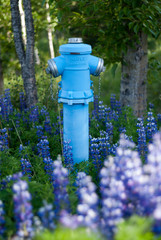 Blue fire hydrant in the park