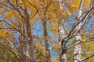 Trofa du Camperi, age-old beech on the Etna volcano in the autumn season