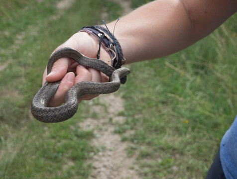 blindworm in hand