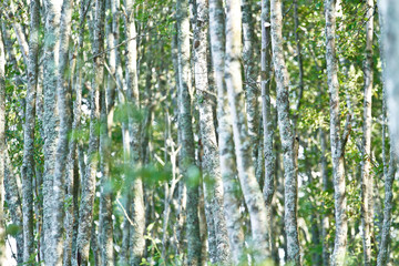 Obraz premium Estonia brzozowy las