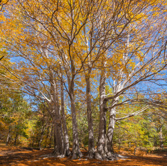 Trofa du Camperi, age-old beech on the Etna volcano in the autumn season