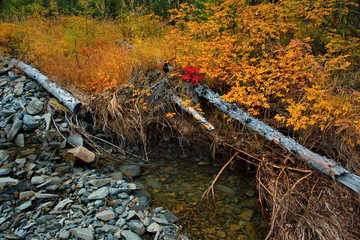 Russia. Magadan region. Autumn taiga on permafrost.