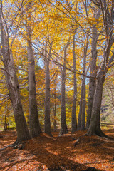 Fototapeta premium Trofa du Camperi, age-old beech on the Etna volcano in the autumn season