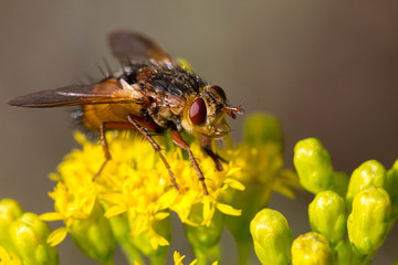 Fly on yellow flower