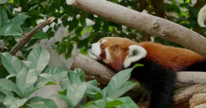 Red panda sleeping on tree at park