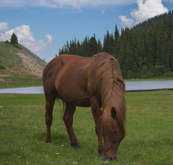 beautifull horse