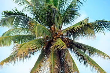 palmier et noix de coco avec un ciel bleu