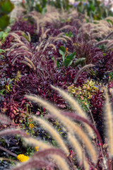 grassy plant arrangement