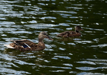Duck on the pond of the natural-historical park 