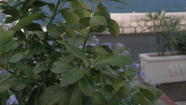 Green lemon tree with fruits in nature
