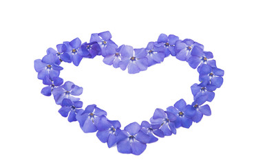 vinca flower isolated